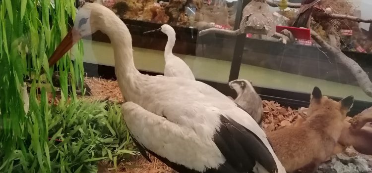 Un salto al Museo “Don Bosco” di Lombriasco….