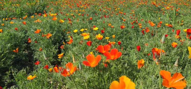 A Pancalieri torna a fiorir l’escolzia